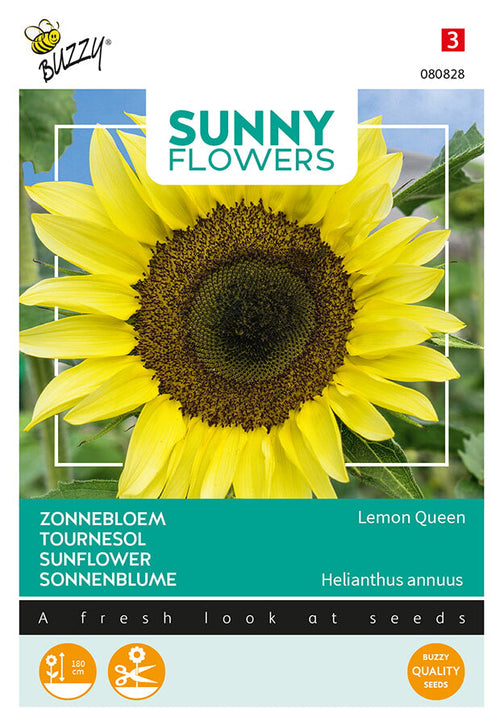 Buzzy Seeds Sonnenblume Lemon Queen