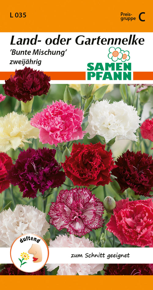 Samen Pfann Land- oder Gartennelke Bunte Mischung Zweijährig