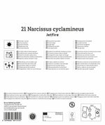 Mega-Pack Narzissen Jetfire