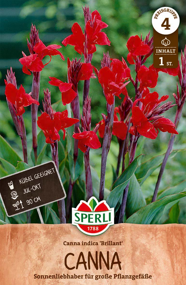 SPERLI Canna Brillant
