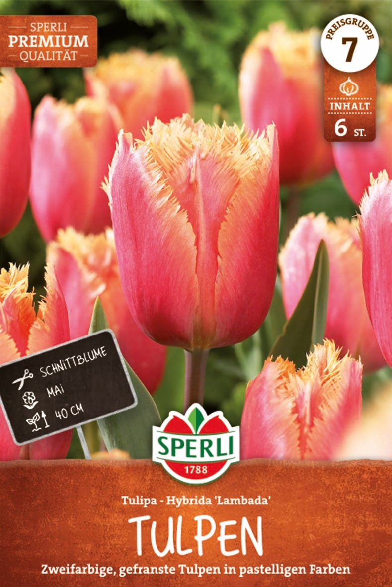 Premium Gefranste Tulpe Lambada