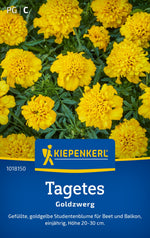 Kiepenkerl Studentenblumen Goldzwerg
