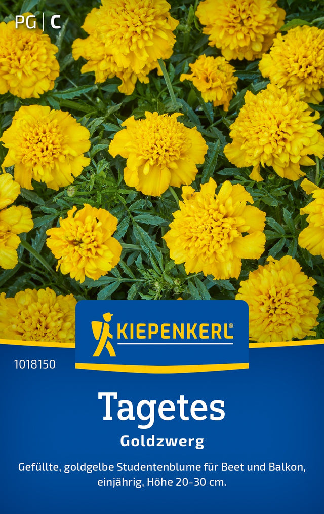 Kiepenkerl Studentenblumen Goldzwerg