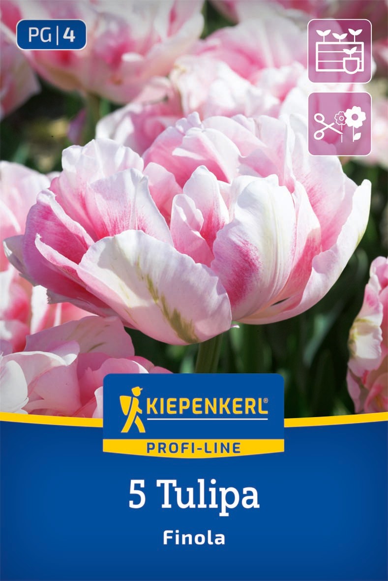 Profi-Line Gefüllte späte Tulpe Finola
