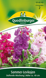 Quedlinburger Levkoje duftende Mischung