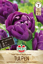 Gefüllte Späte Tulpe Negrita Double