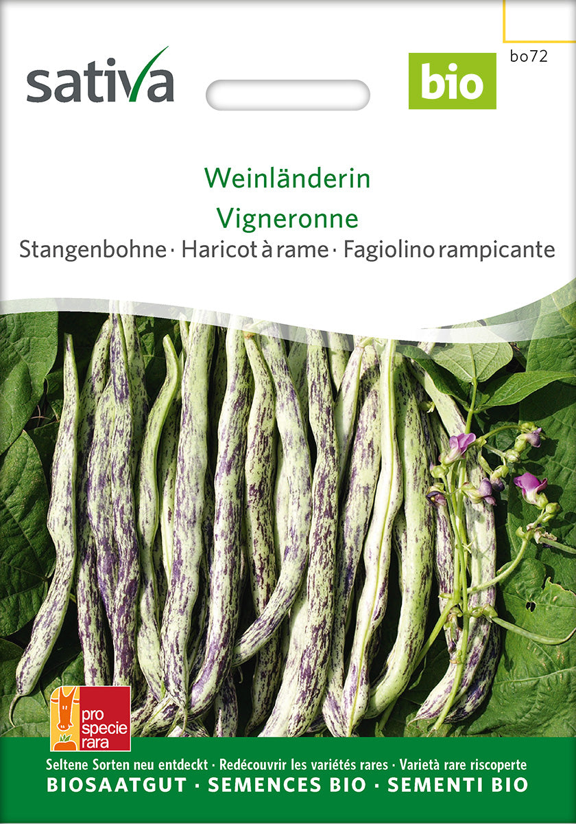 Sativa Stangenbohne Weinländerin