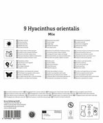 Mega-Pack Hyazinthen Mischung