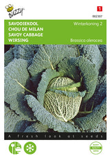 Buzzy Seeds Wirsing Winterfürst 2