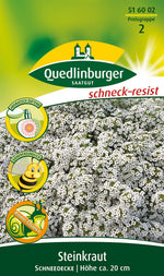 Quedlinburger Steinkraut Schneedecke, weiß
