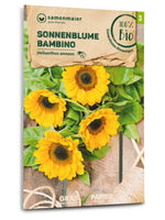 Samen Maier BIO Sonnenblume Bambino