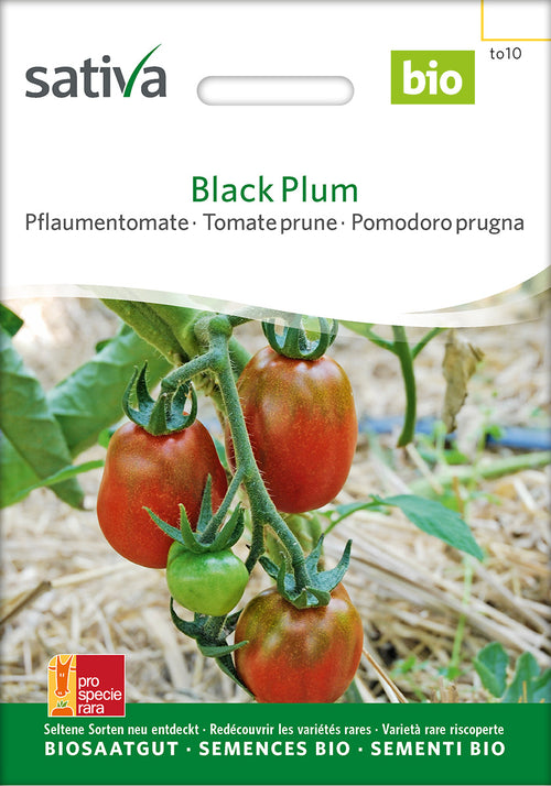 Sativa Pflaumentomate Black Plum