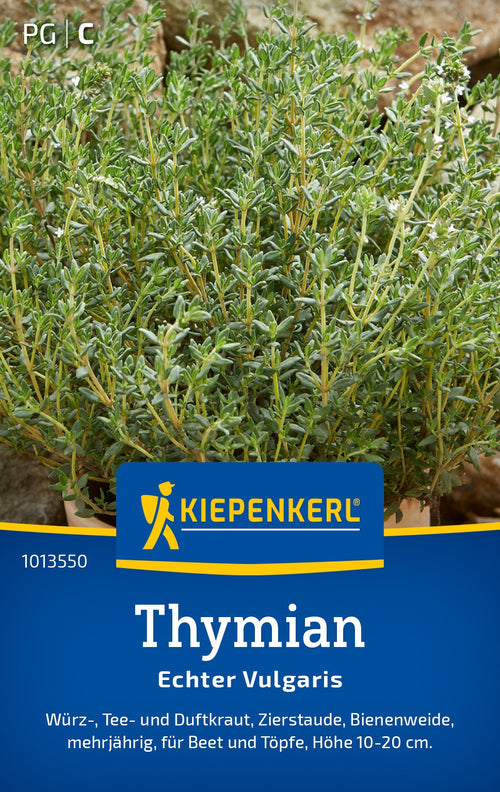 Kiepenkerl Thymian Echter Vulgaris