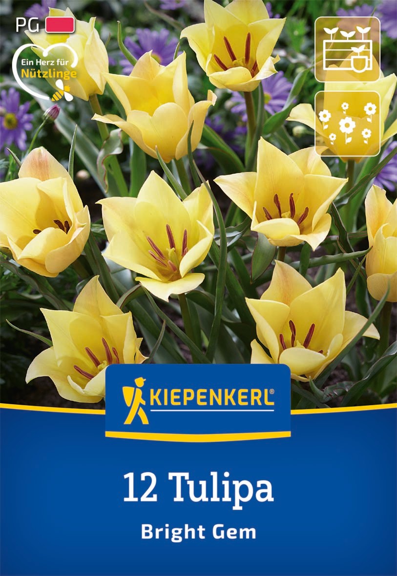 Wildtulpe Tulipa batalinii Bright Gem
