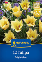 Wildtulpe Tulipa batalinii Bright Gem