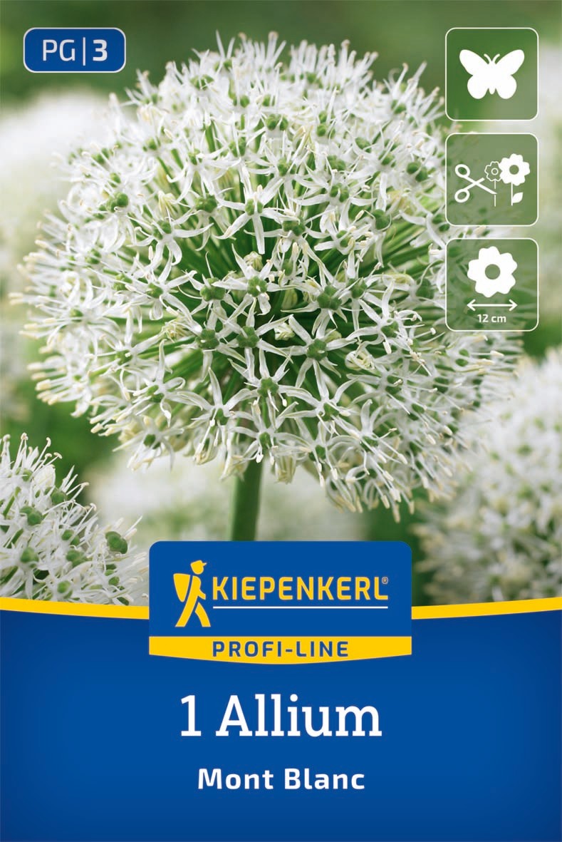 Profi-Line Zierlauch Mont Blanc