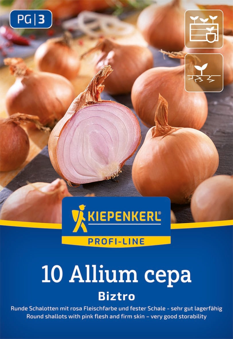 Kiepenkerl Schalotte Biztro 10 Stück
