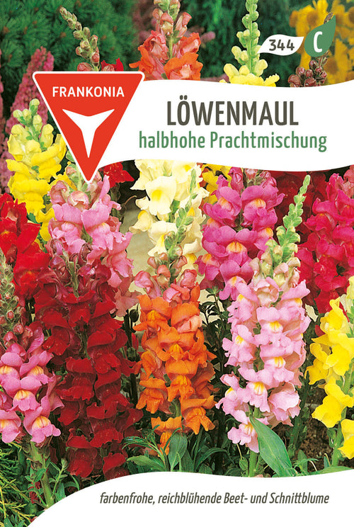 Frankonia Samen Löwenmäulchen halbhohe Prachtmischung