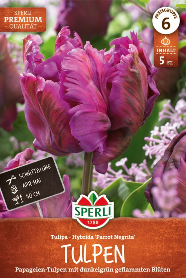 Premium Papagei-Tulpe Parrot Negrita