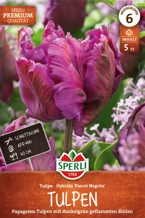Premium Papagei-Tulpe Parrot Negrita