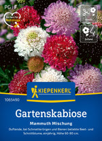 Kiepenkerl Gartenskabiosen Mammuth Mischung
