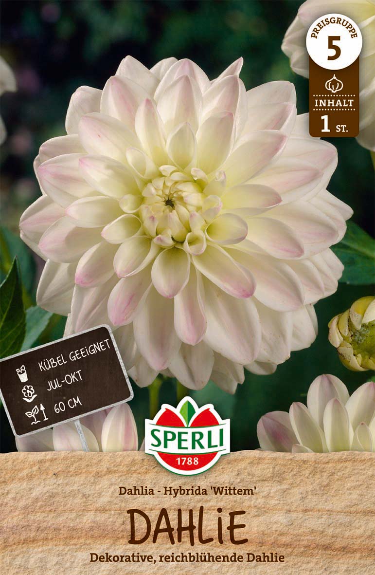 SPERLI Dahlie Wittem