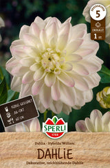 SPERLI Dahlie Wittem