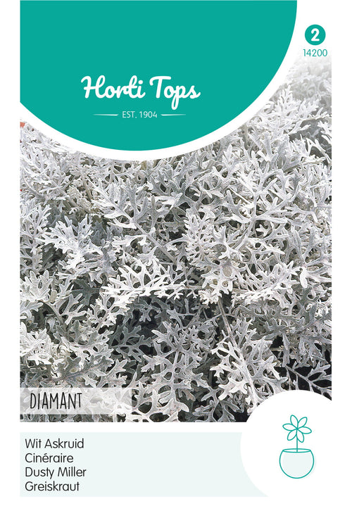 Horti Tops Weißfilziges Greiskraut Diamant