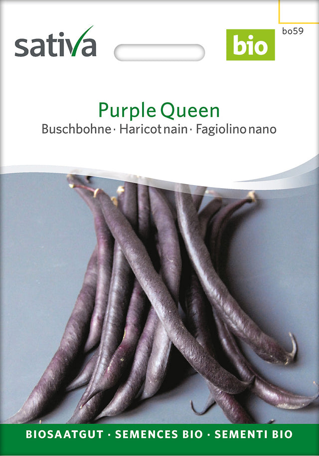 Sativa Buschbohne Purple Queen