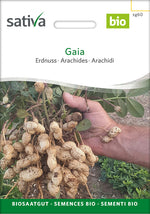 Sativa Erdnuss Gaia