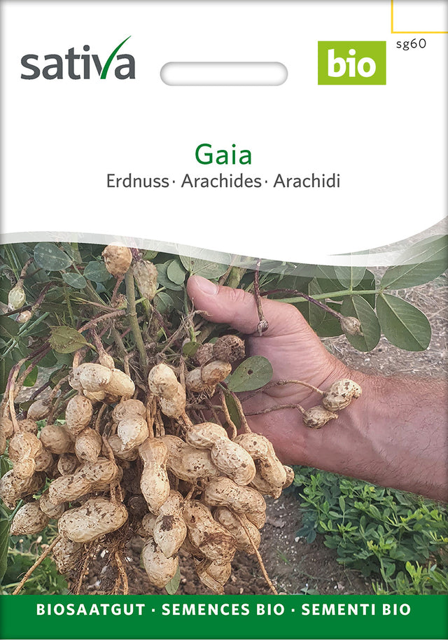 Sativa Erdnuss Gaia