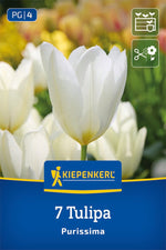 Fosteriana-Tulpe Purissima