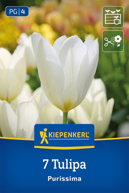 Fosteriana-Tulpe Purissima