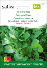 Sativa Barbarakraut Winterkresse