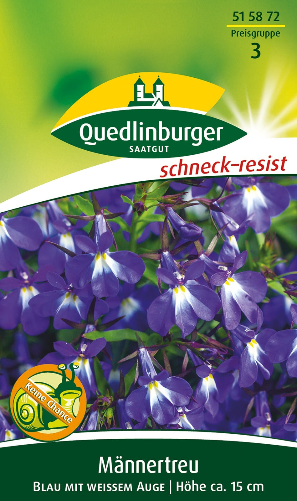Quedlinburger Männertreu - Lobelie Blau mit weißem Auge
