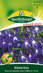 Quedlinburger Männertreu - Lobelie Blau mit weißem Auge