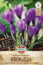 Gartenkrokus Grand Maitre