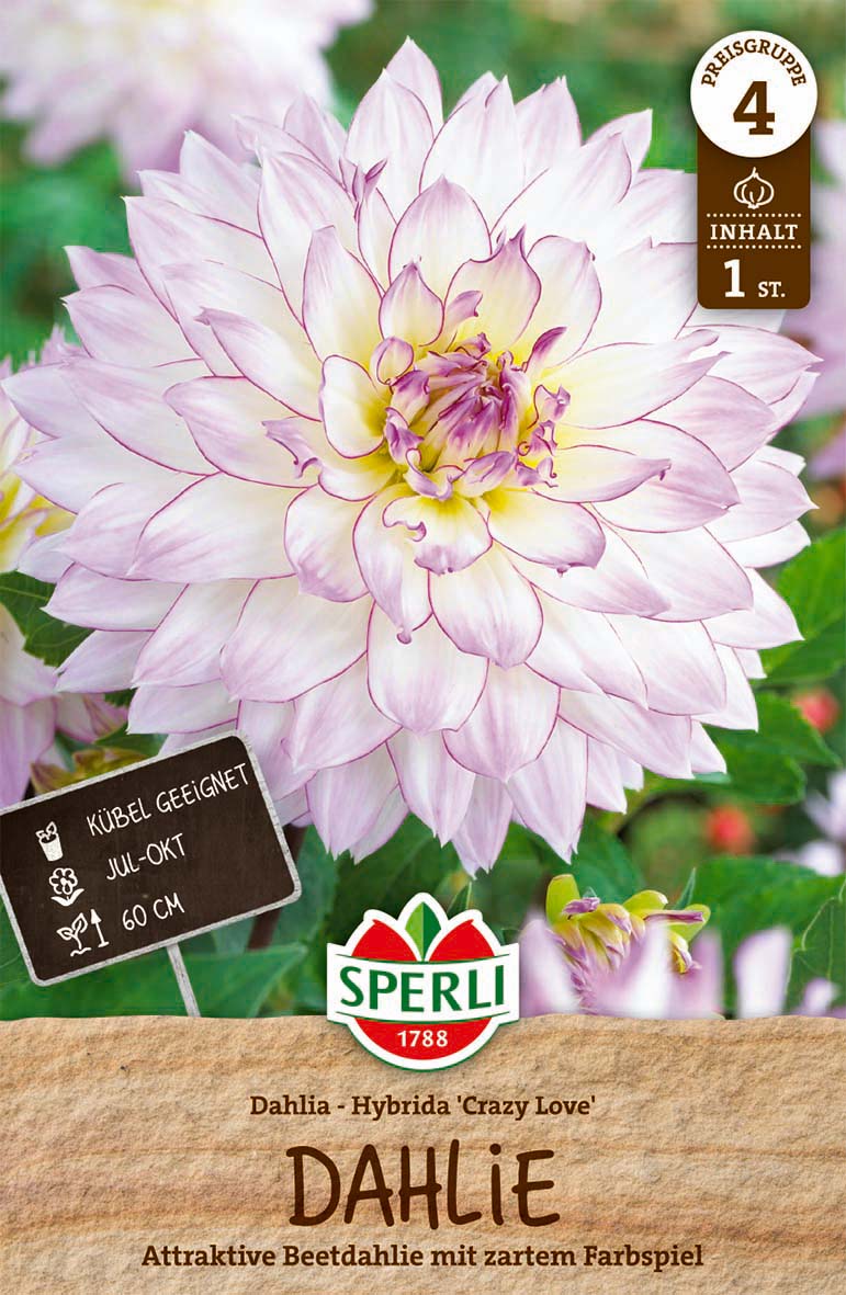 SPERLI Dahlie Crazy Love