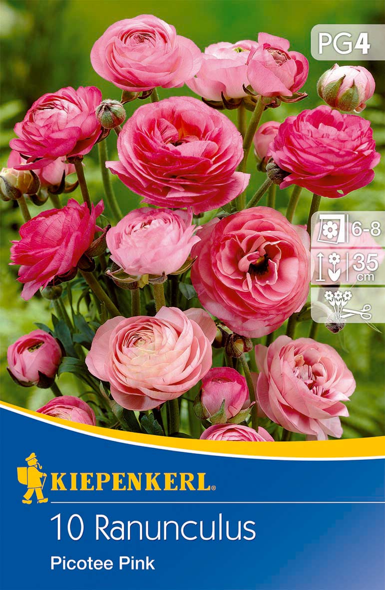 Ranunkeln Picotee Pink