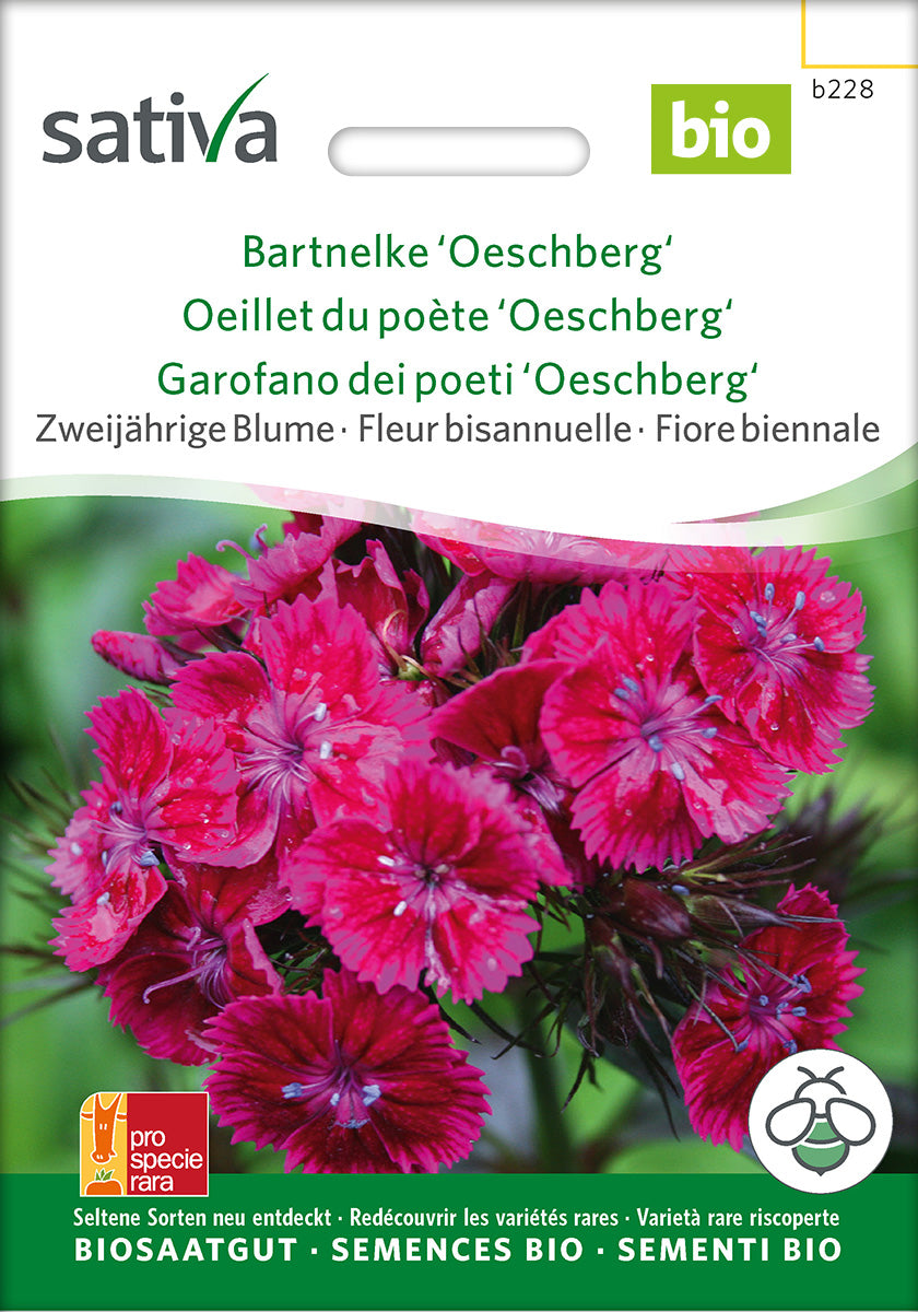 Sativa Bartnelke Oeschberg