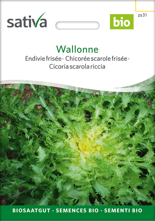 Sativa Endivie frisée Wallonne