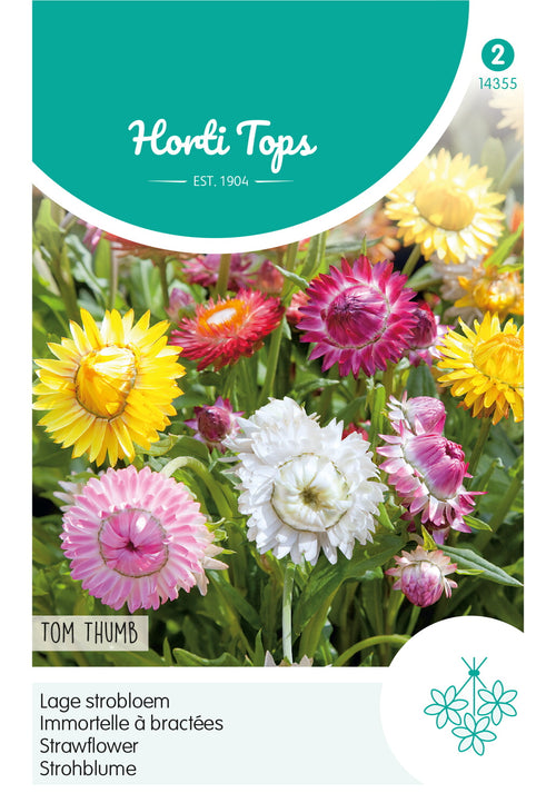 Horti Tops Strohblume Bracteatum Tom Thumb Mischung