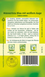 Quedlinburger Männertreu - Lobelie Blau mit weißem Auge