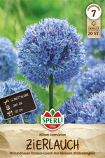 Zierlauch Allium caeruleum