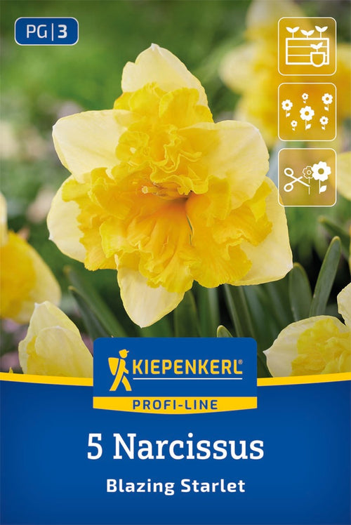 Profi-Line Narzisse Blazing Starlet
