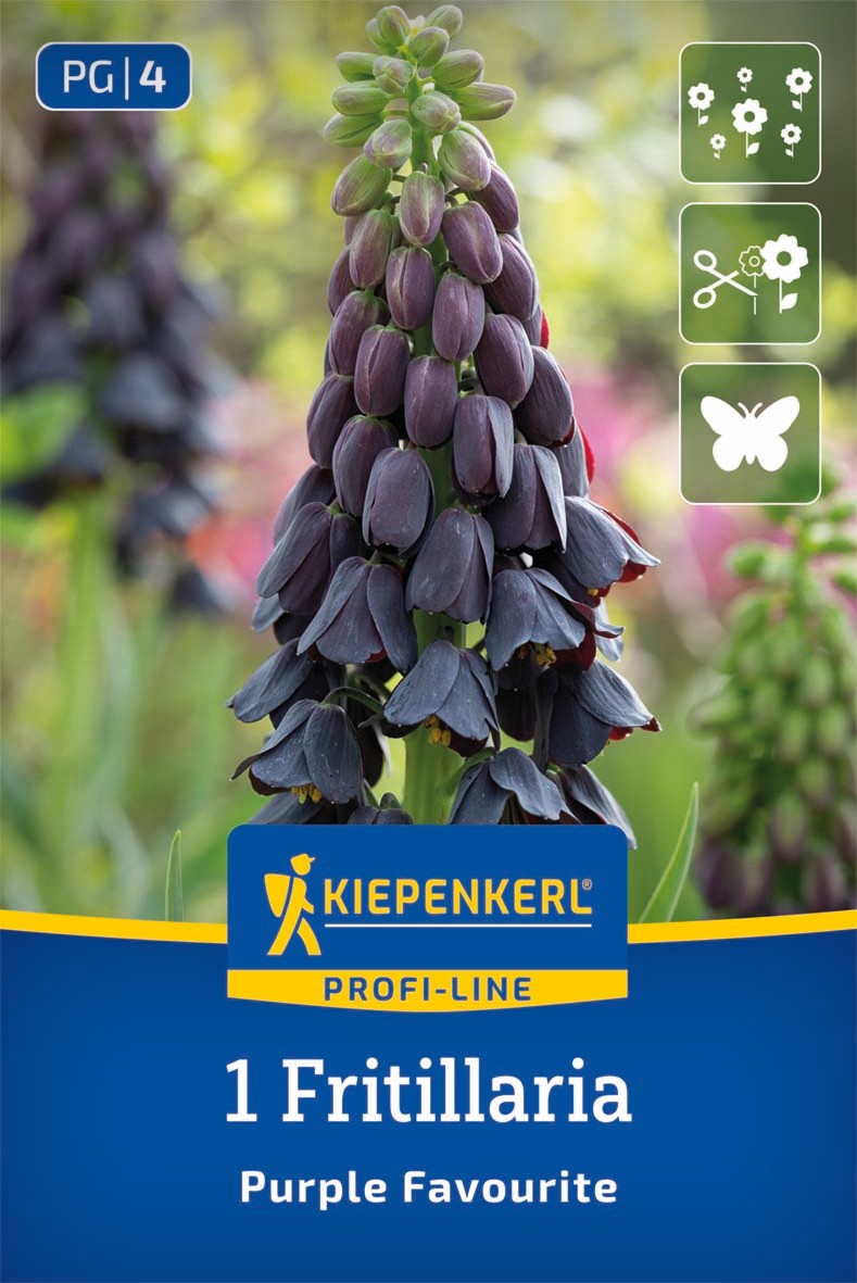 Profi-Line Persische Kaiserkrone Purple Favourite