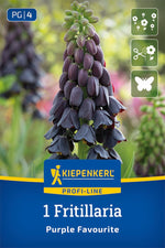 Profi-Line Persische Kaiserkrone Purple Favourite