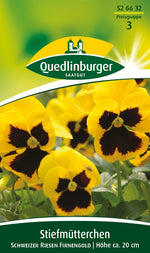 Quedlinburger Stiefmütterchen  Schweizer Riesen Firnengold