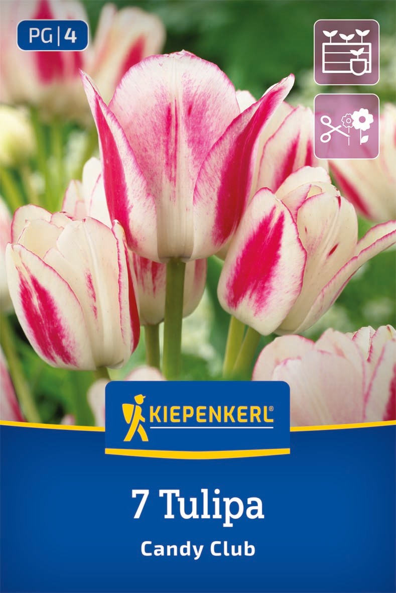 Mehrblütige Tulpe Candy Club