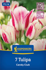 Mehrblütige Tulpe Candy Club